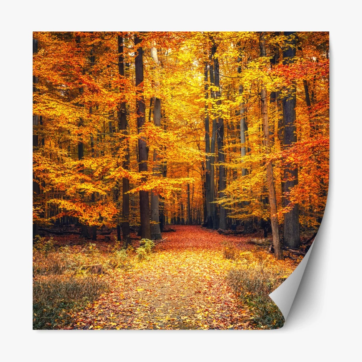 Repositionierbarer Aufkleber herbstlicher waldpfad mit goldenen blättern – Wallnifity® Repositionierbarer Aufkleber herbstlicher waldpfad mit goldenen blättern – Wallnifity®