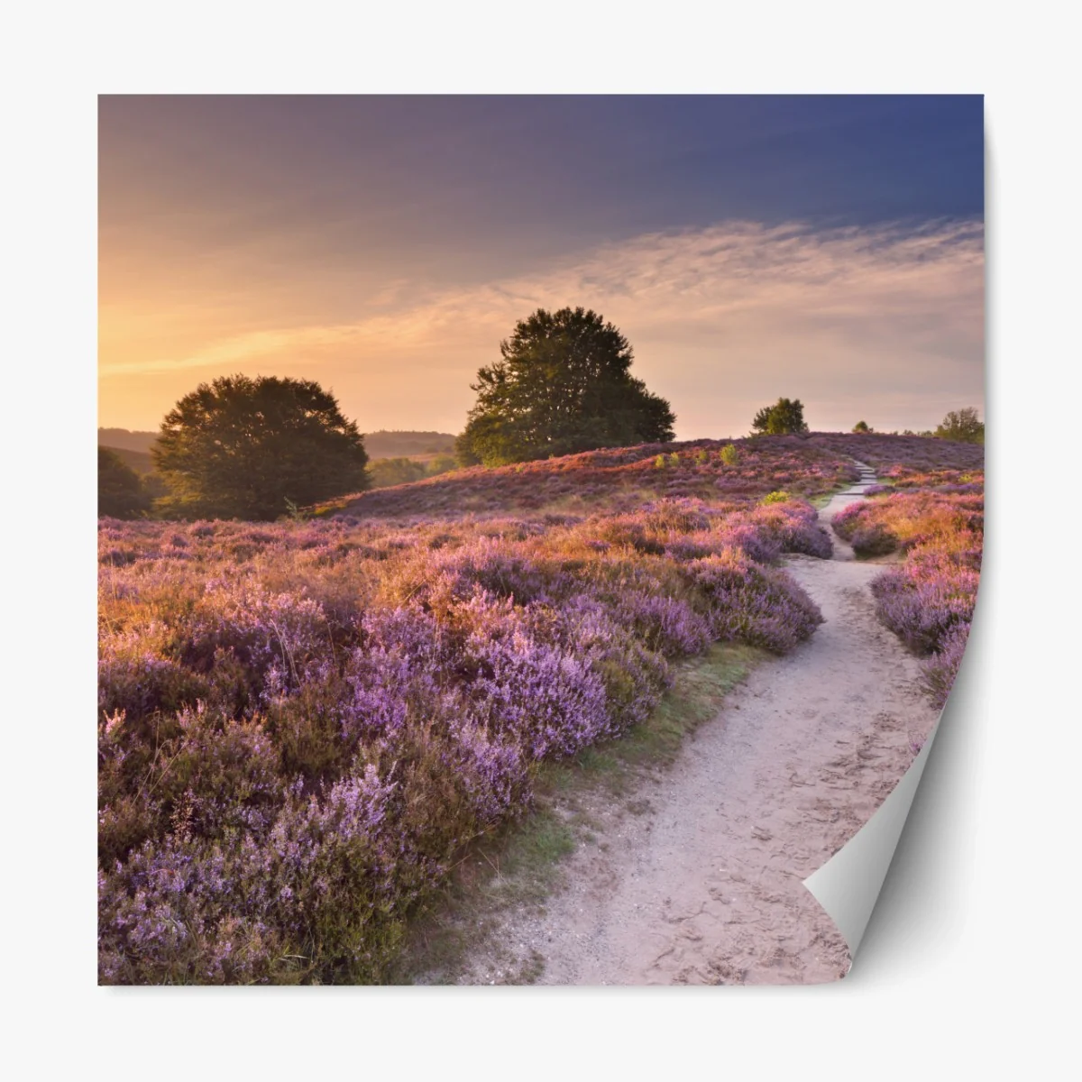 Repositionierbarer Aufkleber Posbank bei sonnenaufgang über blühender heide – Wallnifity® Repositionierbarer Aufkleber Posbank bei sonnenaufgang über blühender heide – Wallnifity®