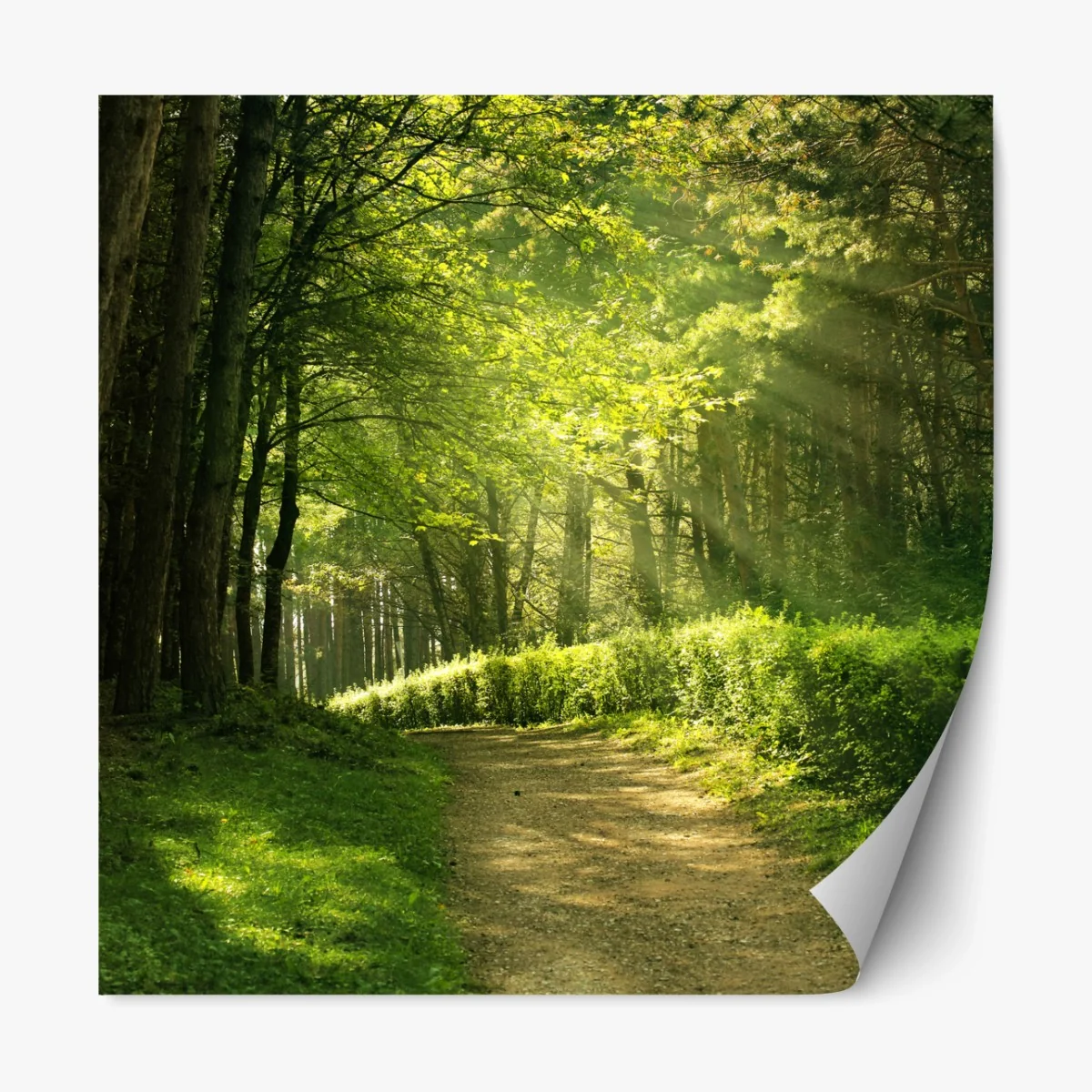 Repositionierbarer Aufkleber sonnenbeschienener waldpfad im grünen – Wallnifity® Repositionierbarer Aufkleber sonnenbeschienener waldpfad im grünen – Wallnifity®