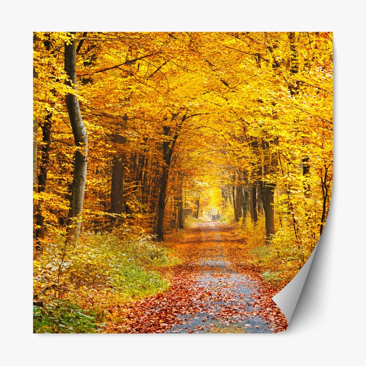 Repositionierbarer Aufkleber goldener herbstwald pfad – Wallnifity®