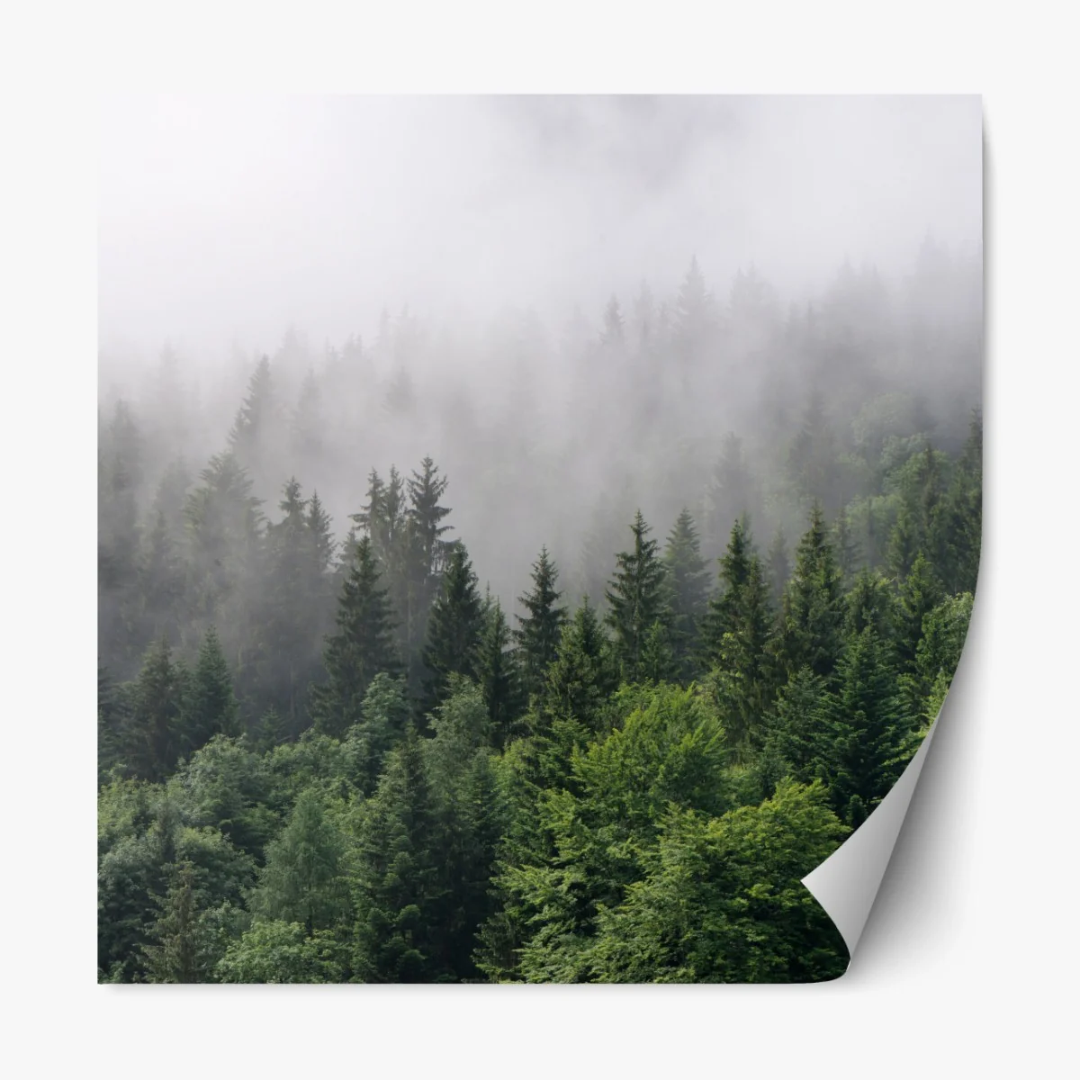 Repositionierbarer Aufkleber nebliger immergrüner wald panorama – Wallnifity® Repositionierbarer Aufkleber nebliger immergrüner wald panorama – Wallnifity®