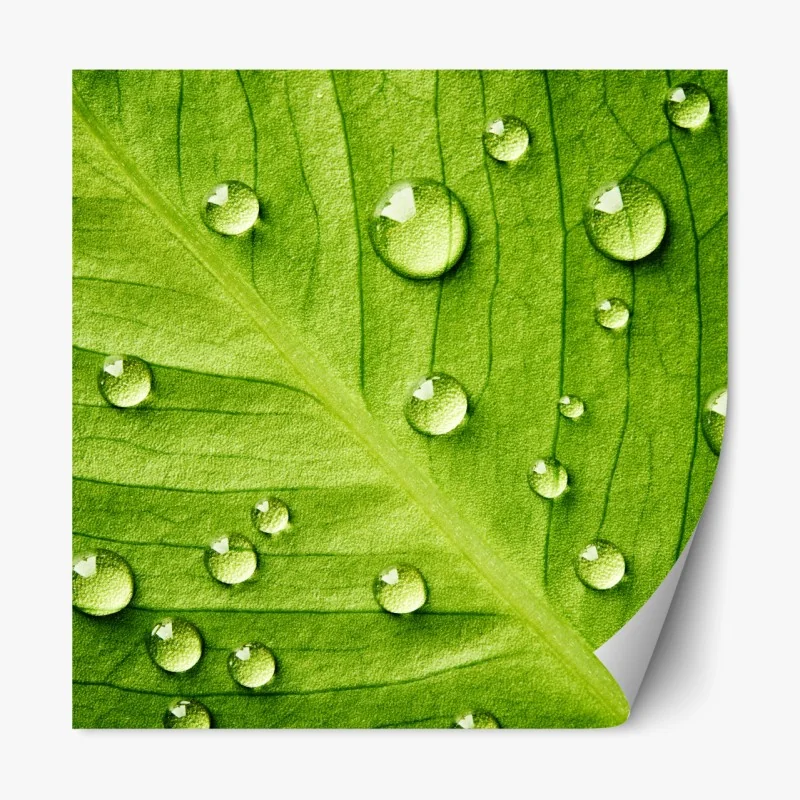 Repositionierbarer Aufkleber frisches grünes blatt mit wassertropfen