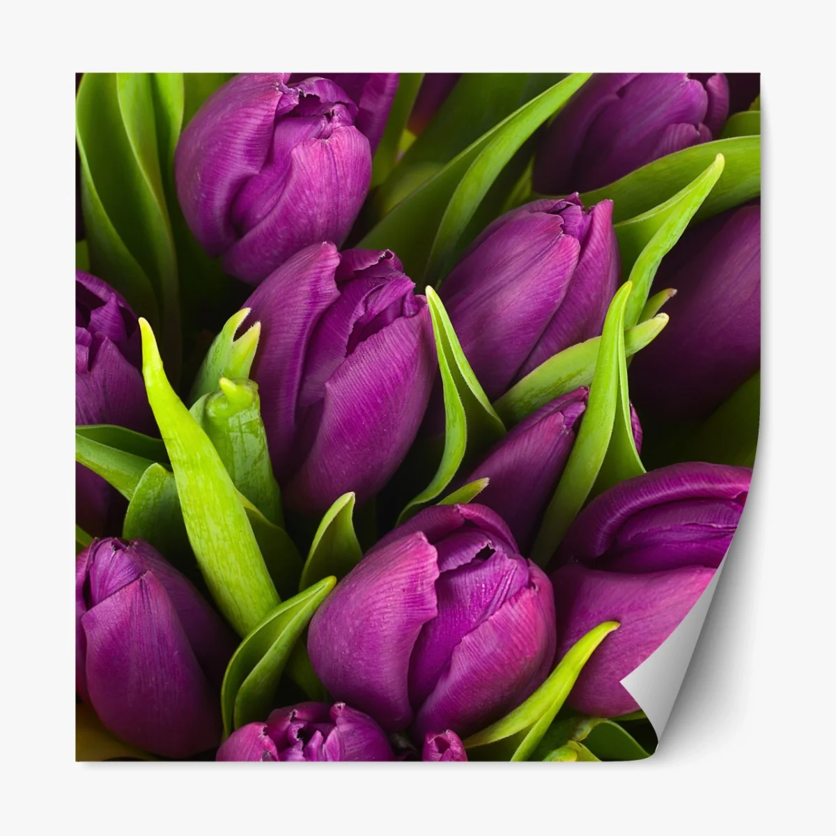 Repositionierbarer Aufkleber lila tulpen im bukett – Wallnifity® Repositionierbarer Aufkleber lila tulpen im bukett – Wallnifity®