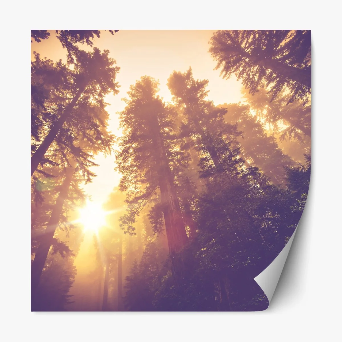 Repositionierbarer Aufkleber nebeliger mamutbaumwald im goldenen vintagelicht – Wallnifity® Repositionierbarer Aufkleber nebeliger mamutbaumwald im goldenen vintagelicht – Wallnifity®