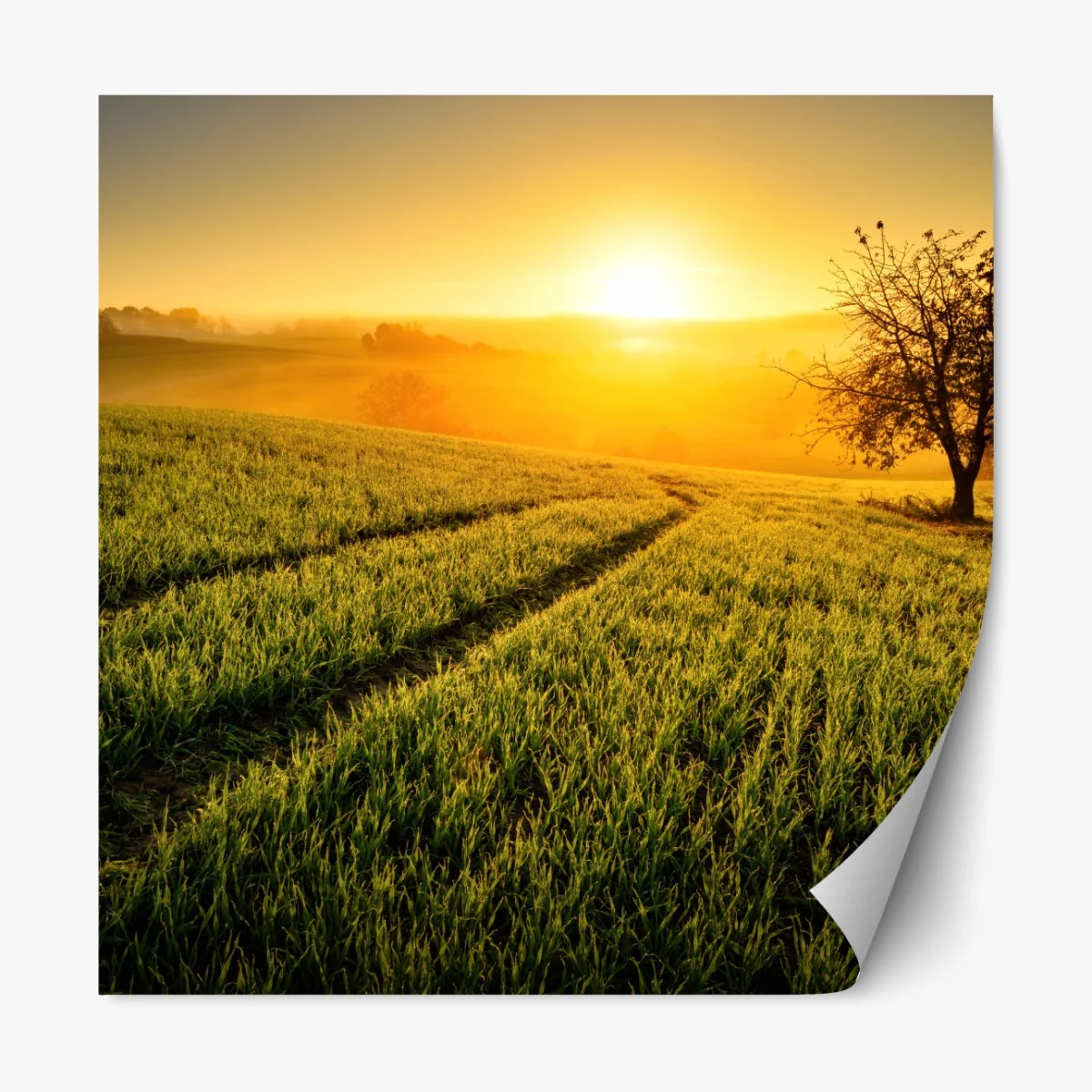 Repositionierbarer Aufkleber sonnenbeschienene wiese im frühlicht – Wallnifity® Repositionierbarer Aufkleber sonnenbeschienene wiese im frühlicht – Wallnifity®