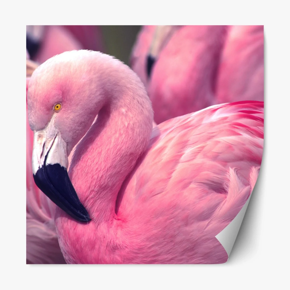 Repositionierbarer Aufkleber rosa flamingo nahaufnahme – Wallnifity® Repositionierbarer Aufkleber rosa flamingo nahaufnahme – Wallnifity®