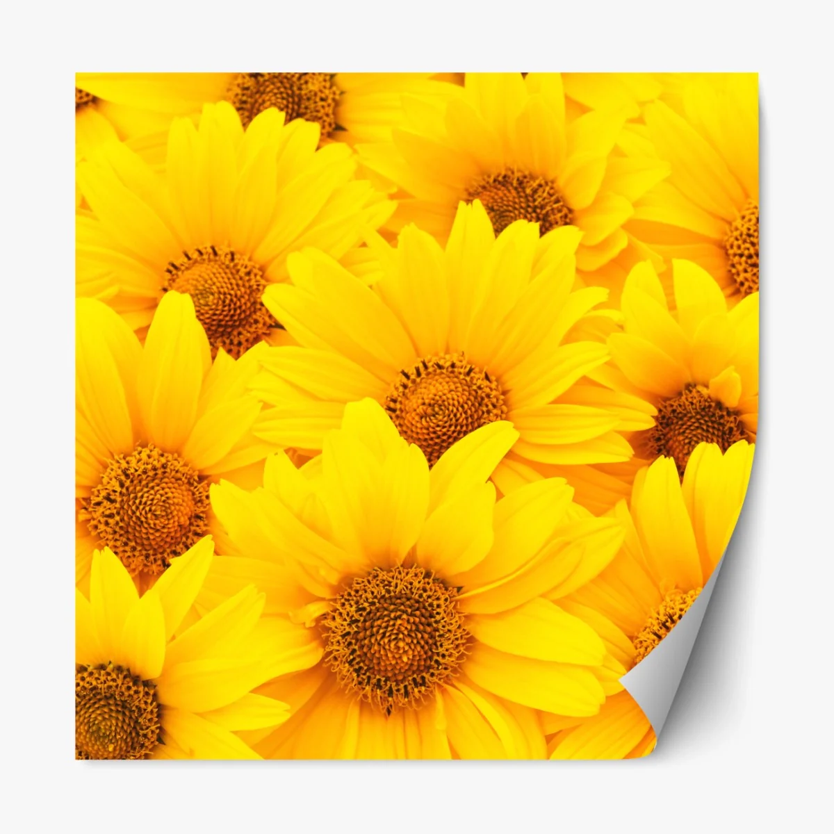 Repositionierbarer Aufkleber leuchtende gelbe sonnenblumen in nahaufnahme – Wallnifity® Repositionierbarer Aufkleber leuchtende gelbe sonnenblumen in nahaufnahme – Wallnifity®