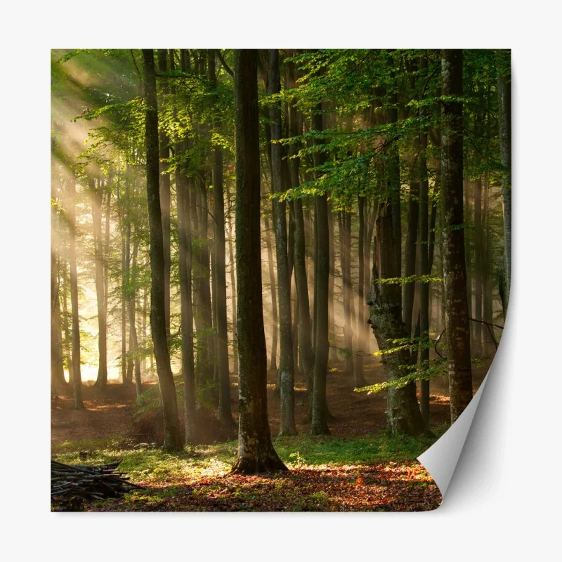 Repositionierbarer Aufkleber morgendliches licht im buchenwald