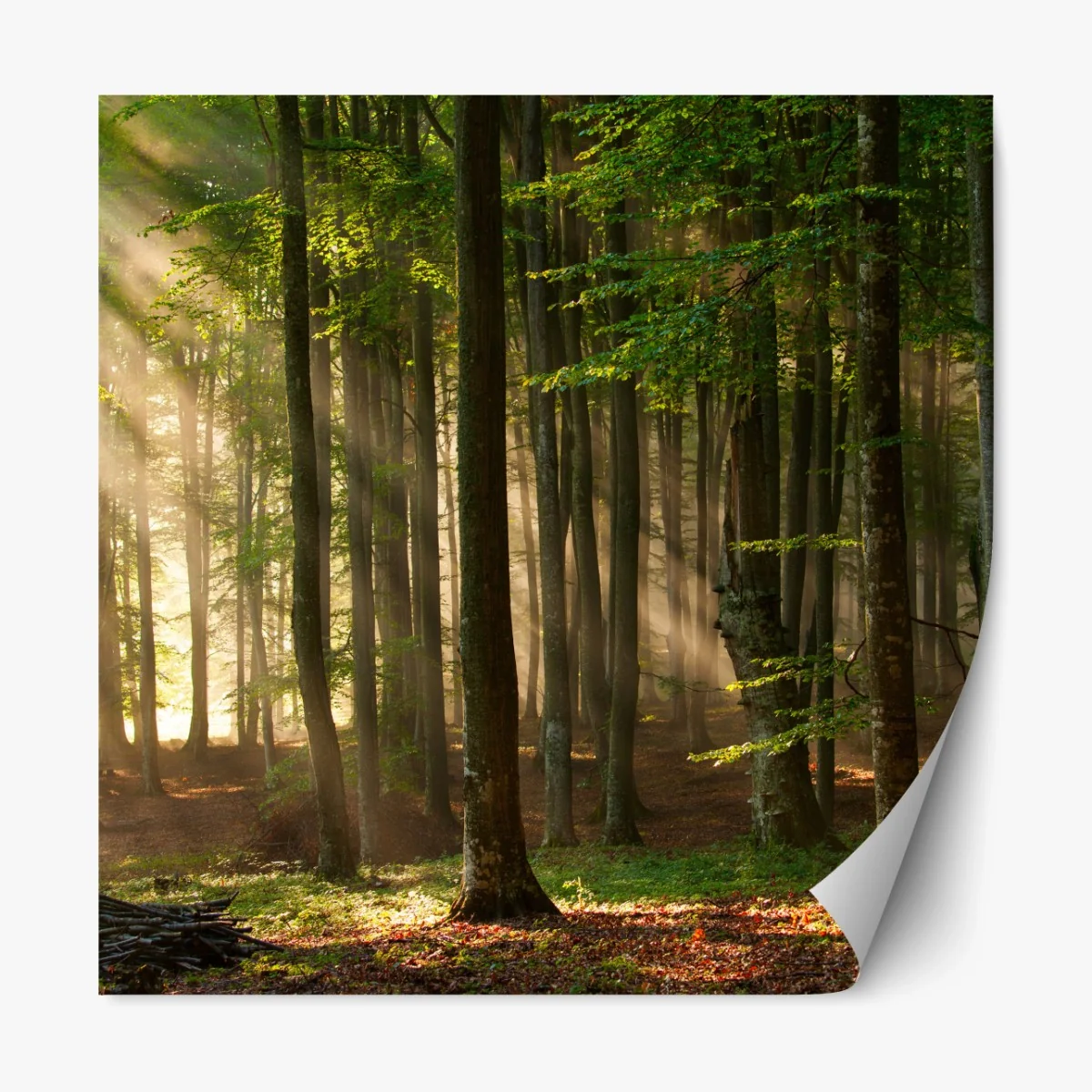 Repositionierbarer Aufkleber morgendliches licht im buchenwald – Wallnifity® Repositionierbarer Aufkleber morgendliches licht im buchenwald – Wallnifity®