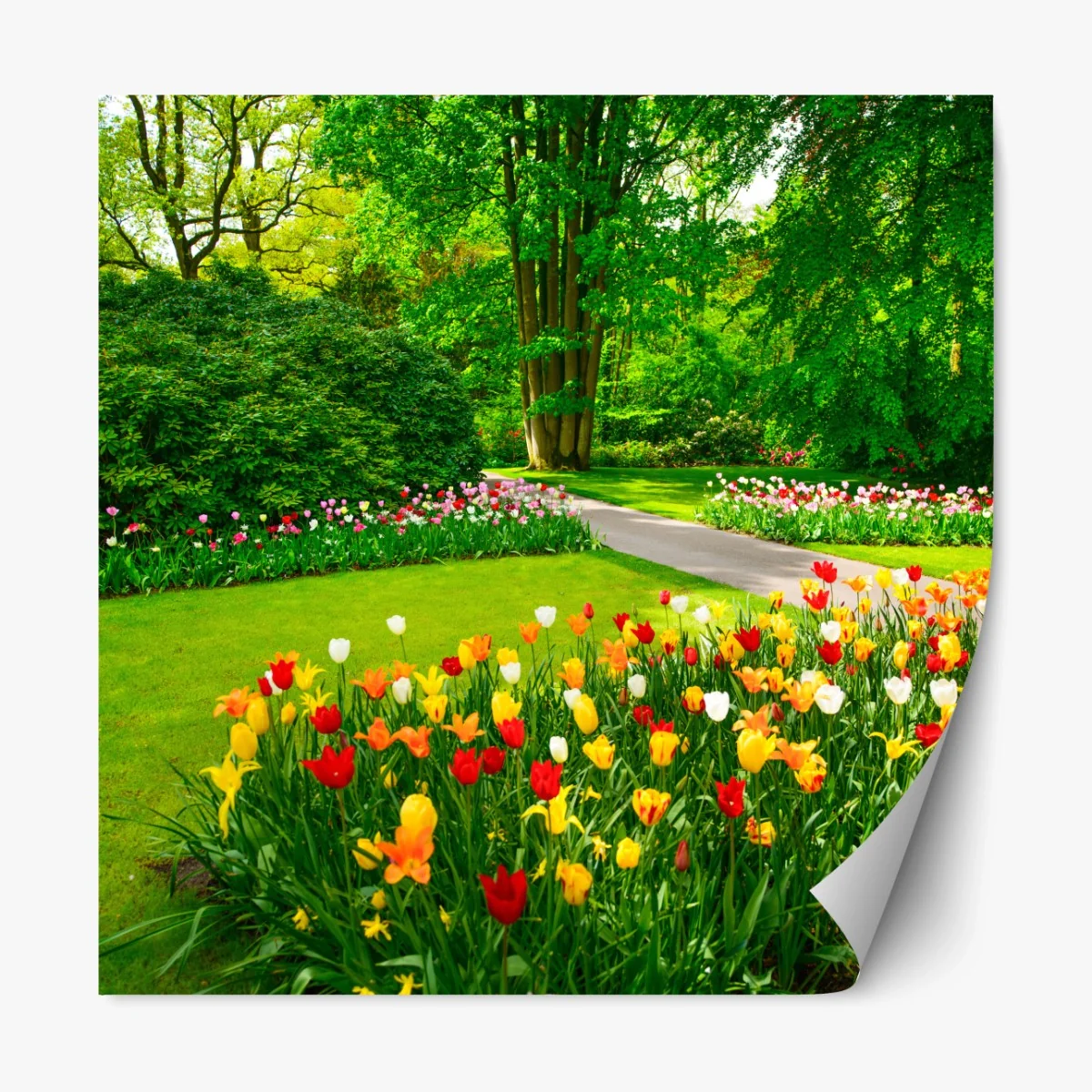 Repositionierbarer Aufkleber lebendiger tulpengarten in Keukenhof – Wallnifity® Repositionierbarer Aufkleber lebendiger tulpengarten in Keukenhof – Wallnifity®