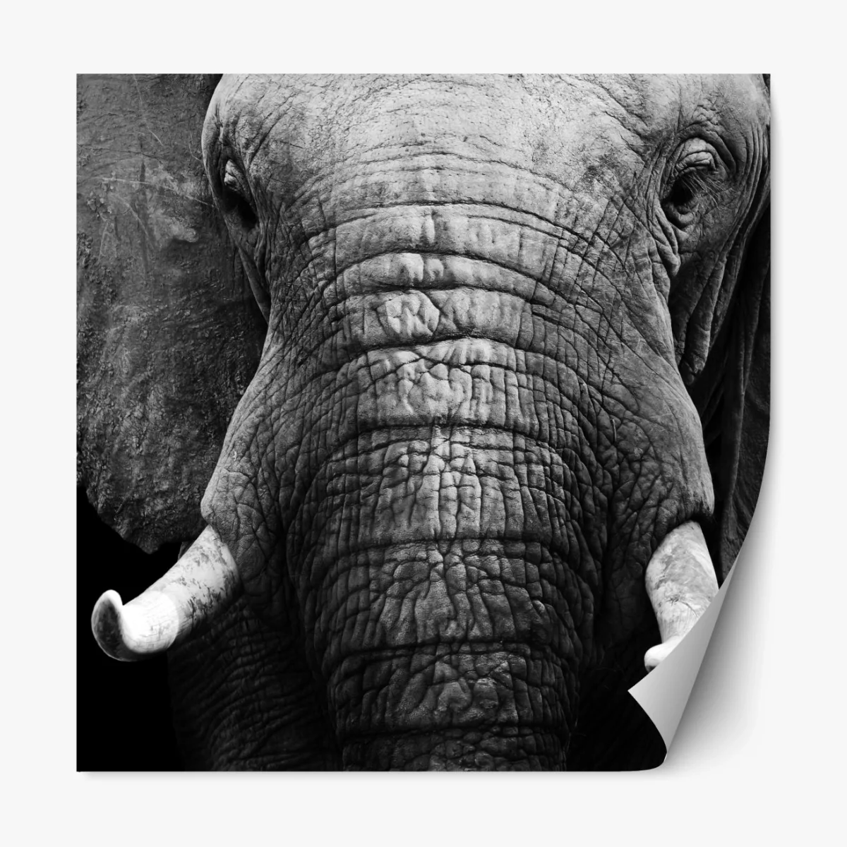 Repositionierbarer Aufkleber majestätisches elefantenporträt – Wallnifity® Repositionierbarer Aufkleber majestätisches elefantenporträt – Wallnifity®