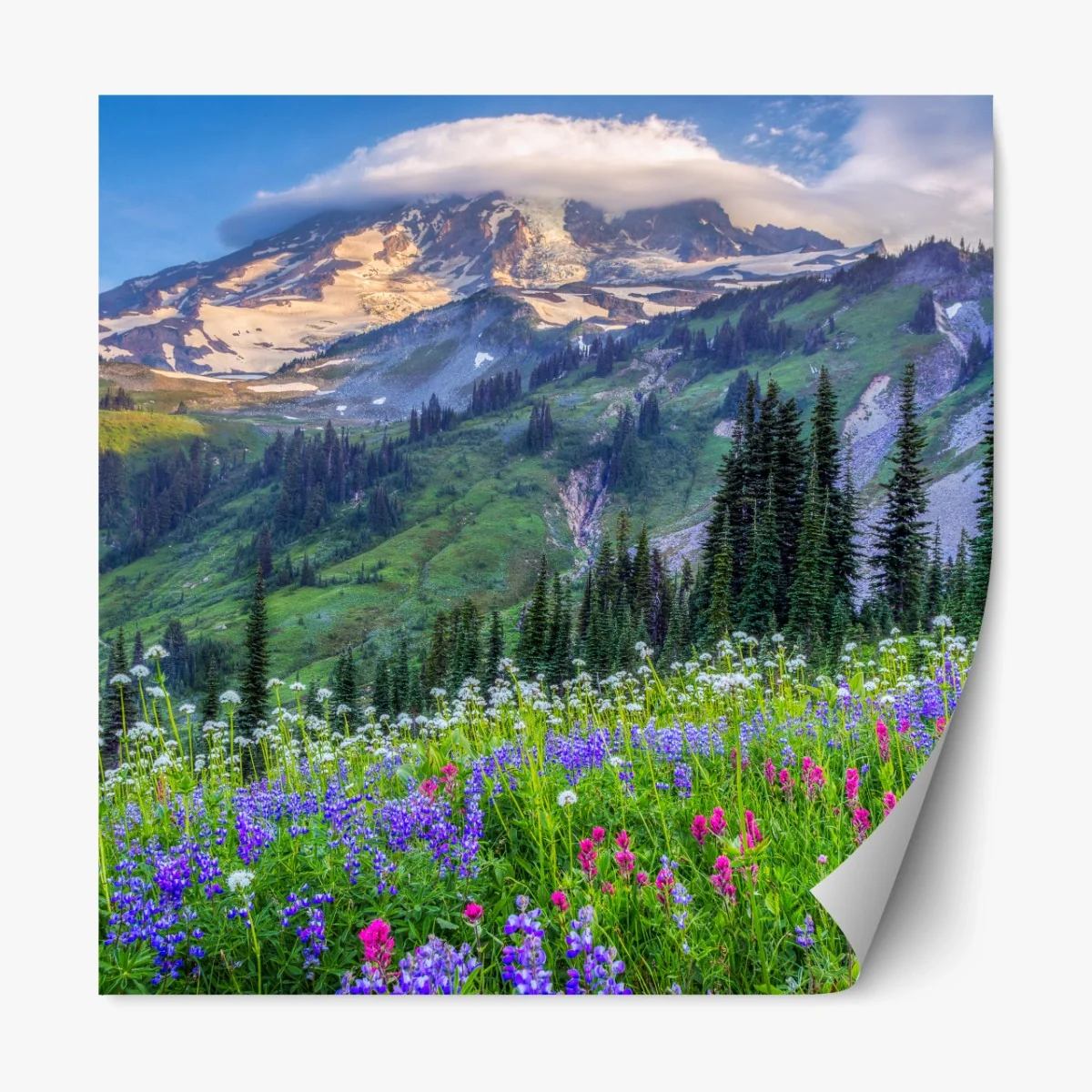 Repositionierbarer Aufkleber alpine blumenwiese vor schneebedeckten bergen – Wallnifity® Repositionierbarer Aufkleber alpine blumenwiese vor schneebedeckten bergen – Wallnifity®