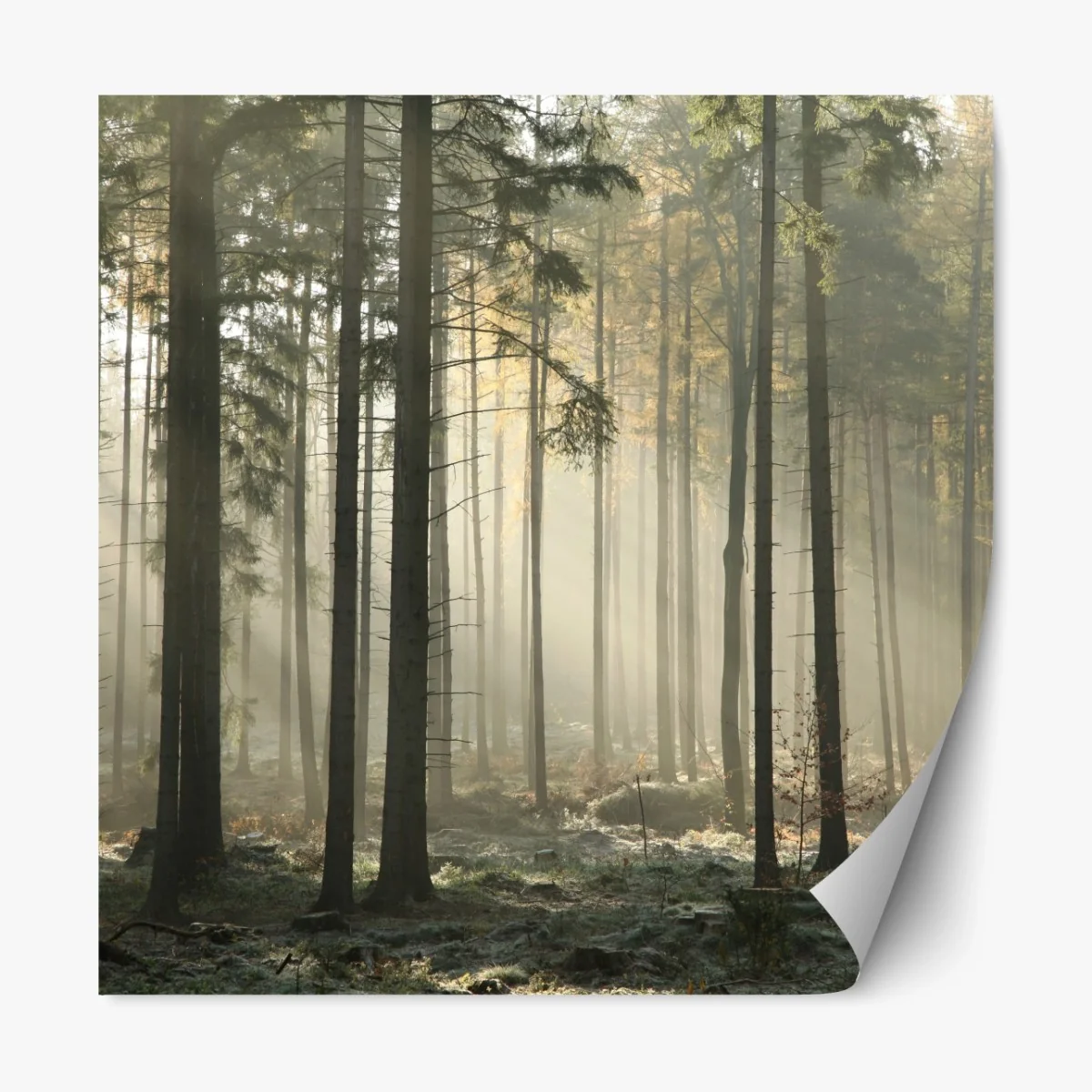 Repositionierbarer Aufkleber nebliger morgenwald mit sonnenstrahlen – Wallnifity®