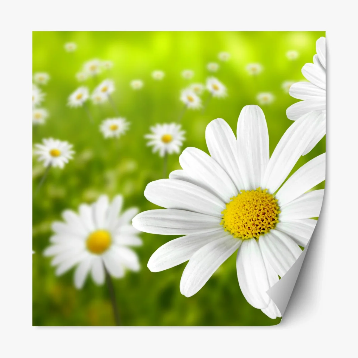 Repositionierbarer Aufkleber weiße gänseblümchen auf der wiese – Wallnifity® Repositionierbarer Aufkleber weiße gänseblümchen auf der wiese – Wallnifity®