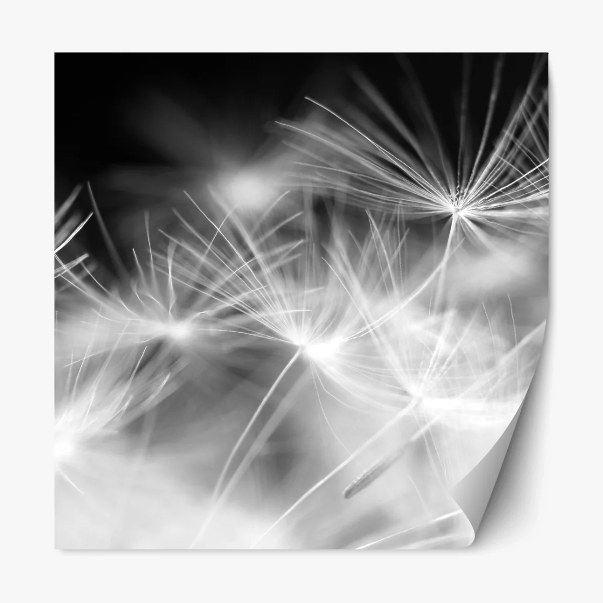 Repositionierbarer Aufkleber zarte löwenzahnsamen in monochrom – Wallnifity® Repositionierbarer Aufkleber zarte löwenzahnsamen in monochrom – Wallnifity®