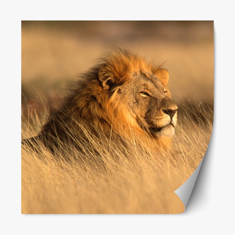 Repositionierbarer Aufkleber majestätischer löwe im hohen gras