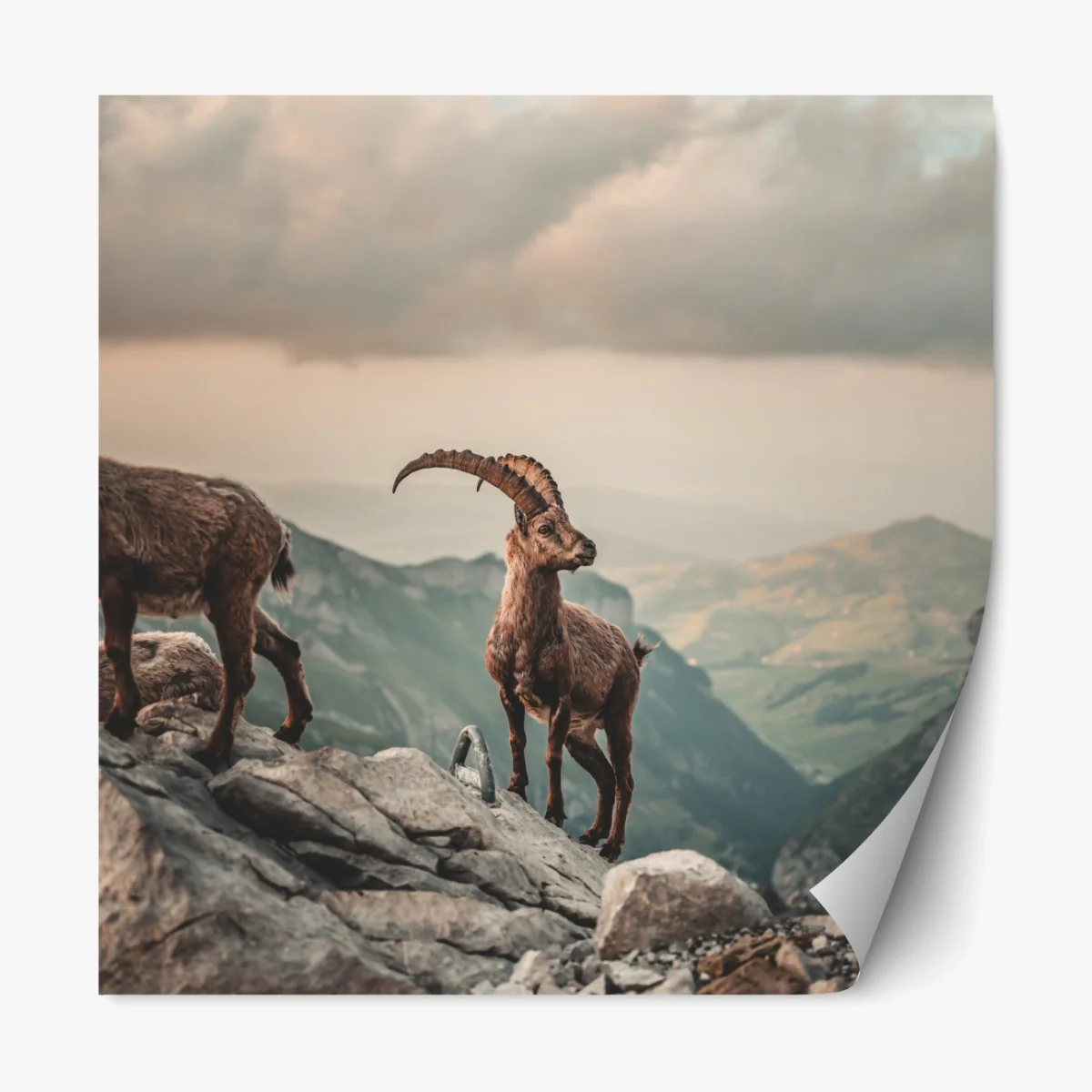 Repositionierbarer Aufkleber alpensteinbock auf felsigem kamm – Wallnifity® Repositionierbarer Aufkleber alpensteinbock auf felsigem kamm – Wallnifity®