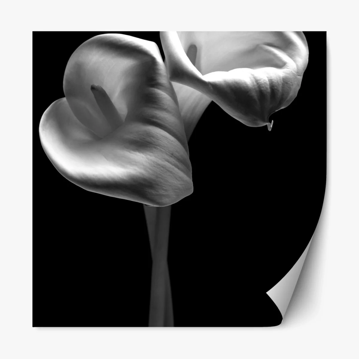 Repositionierbarer Aufkleber elegante calla-blüten in monochrom – Wallnifity® Repositionierbarer Aufkleber elegante calla-blüten in monochrom – Wallnifity®