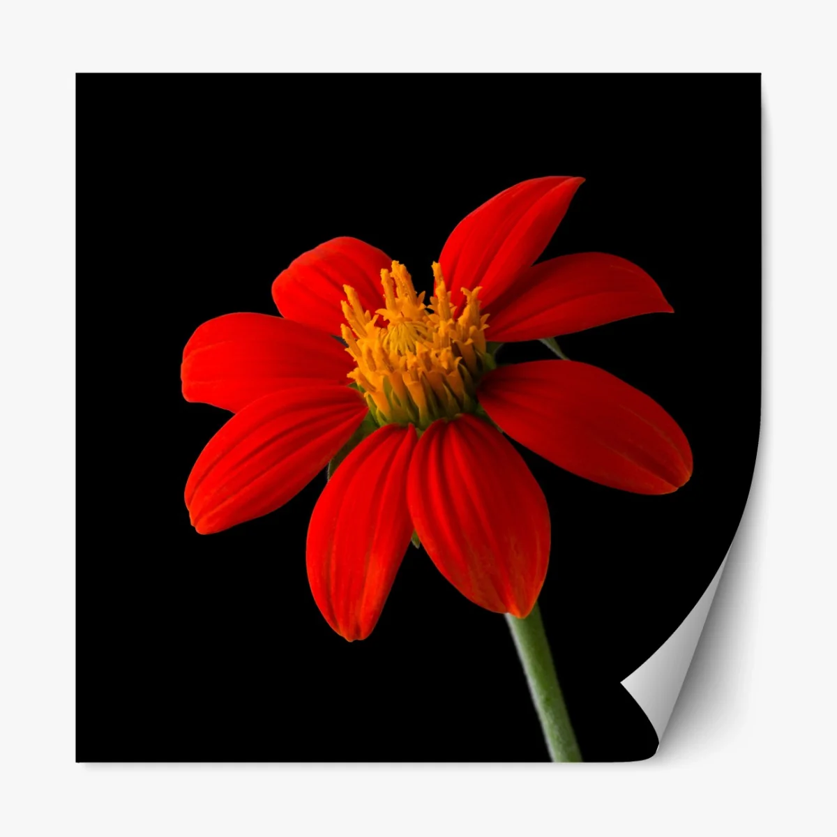 Repositionierbarer Aufkleber leuchtende mexikanische sonnenblume auf schwarzem hintergrund – Wallnifity® Repositionierbarer Aufkleber leuchtende mexikanische sonnenblume auf schwarzem hintergrund – Wallnifity®