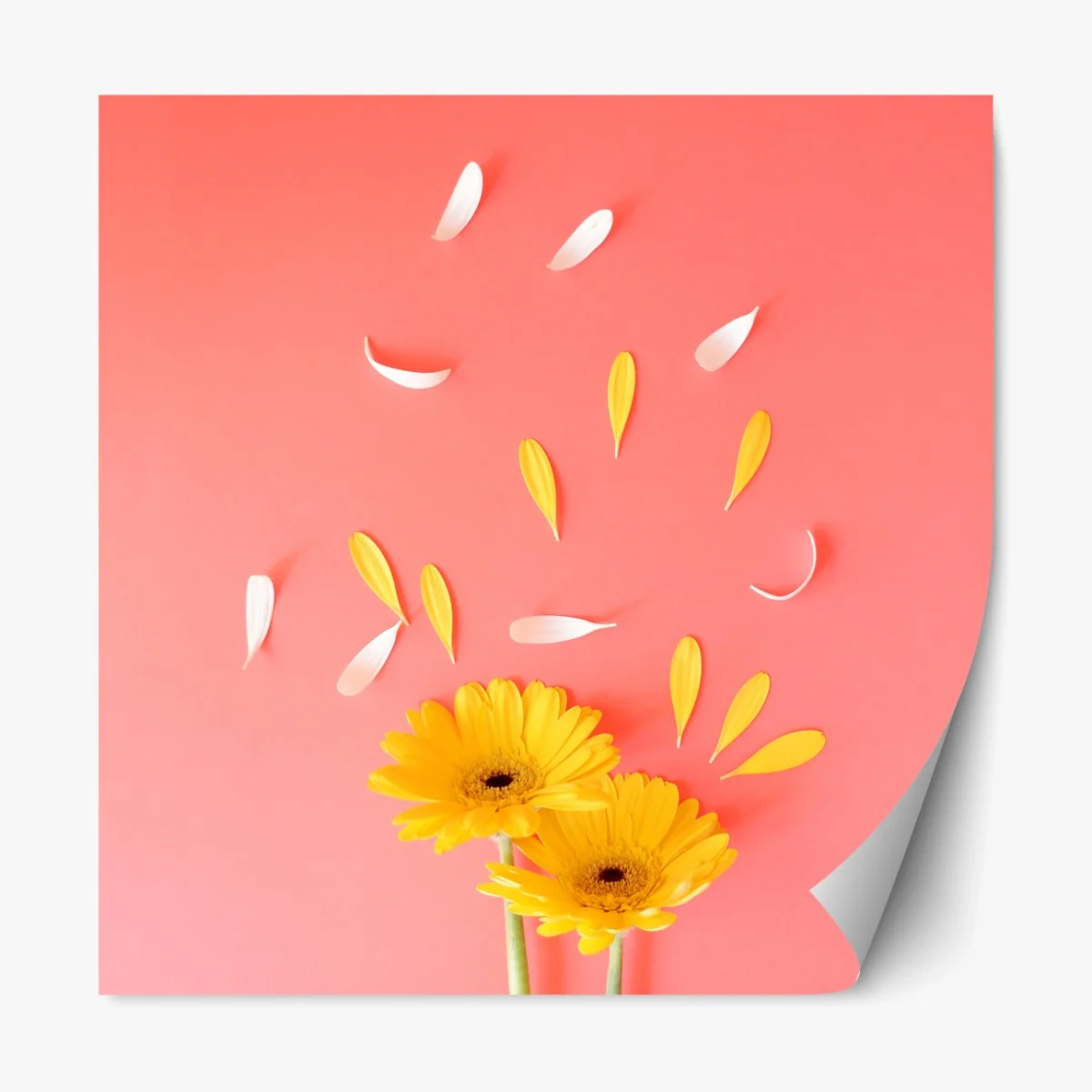 Repositionierbarer Aufkleber sonnige gelbe gerbera auf korallfarbenem hintergrund – Wallnifity®