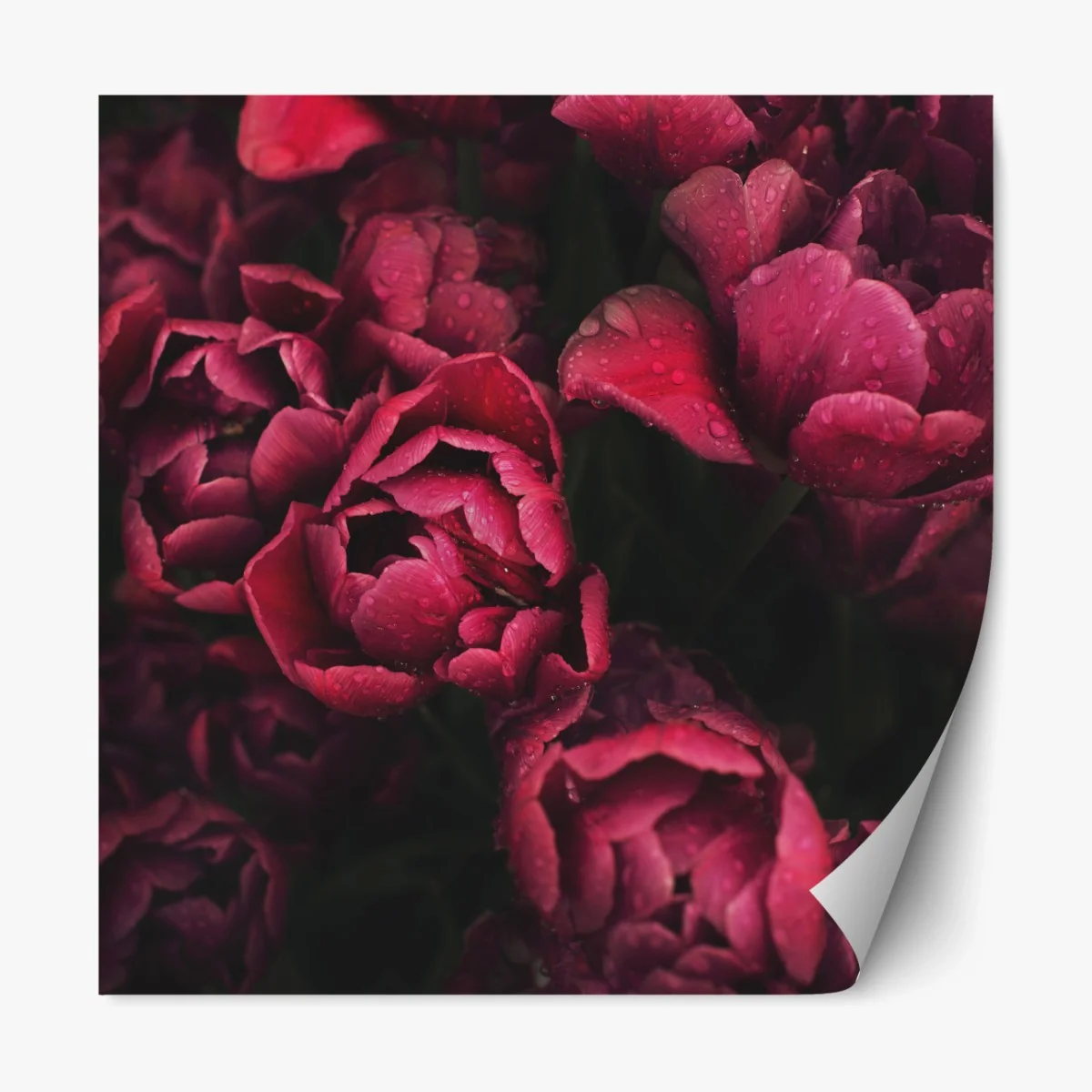 Repositionierbarer Aufkleber tiefrote blüten mit wassertropfen – Wallnifity® Repositionierbarer Aufkleber tiefrote blüten mit wassertropfen – Wallnifity®