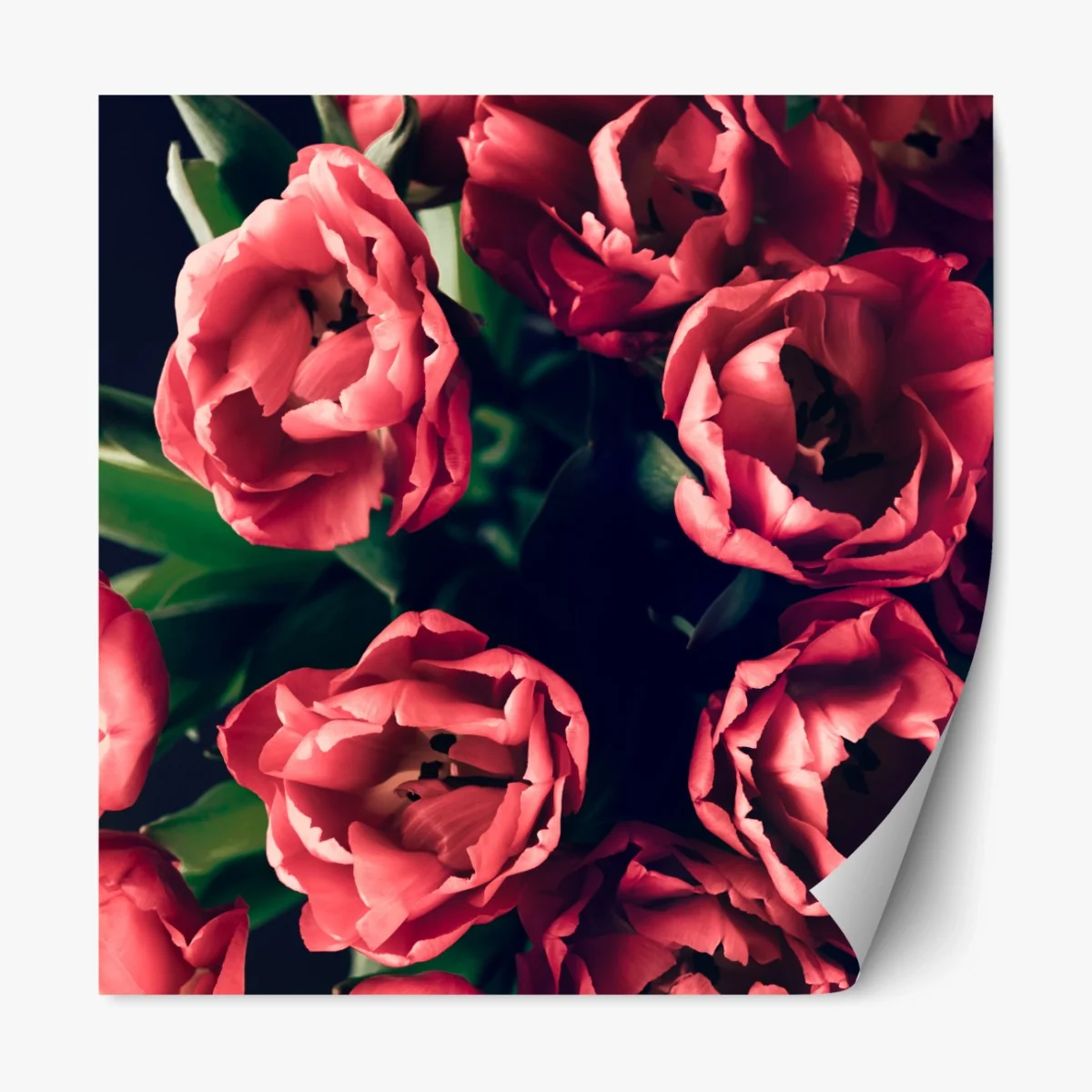 Repositionierbarer Aufkleber stimmungsvolles rosa tulpenbukett – Wallnifity® Repositionierbarer Aufkleber stimmungsvolles rosa tulpenbukett – Wallnifity®