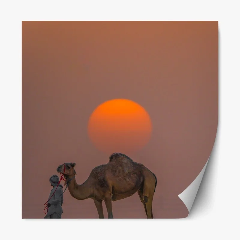 Repositionierbarer Aufkleber kamel vor sonnenuntergang in der wüste