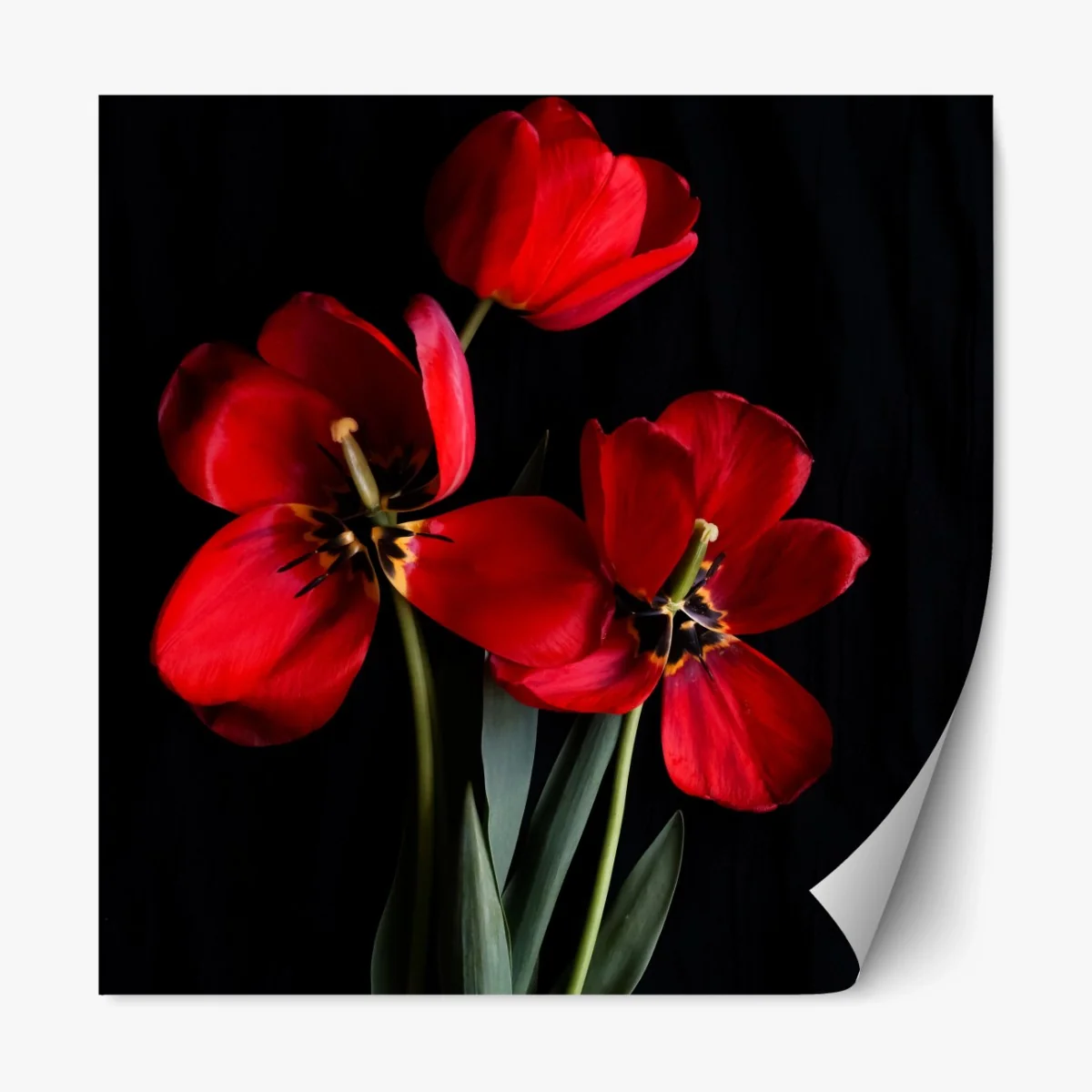 Repositionierbarer Aufkleber drei rote tulpen vor schwarzem hintergrund – Wallnifity® Repositionierbarer Aufkleber drei rote tulpen vor schwarzem hintergrund – Wallnifity®