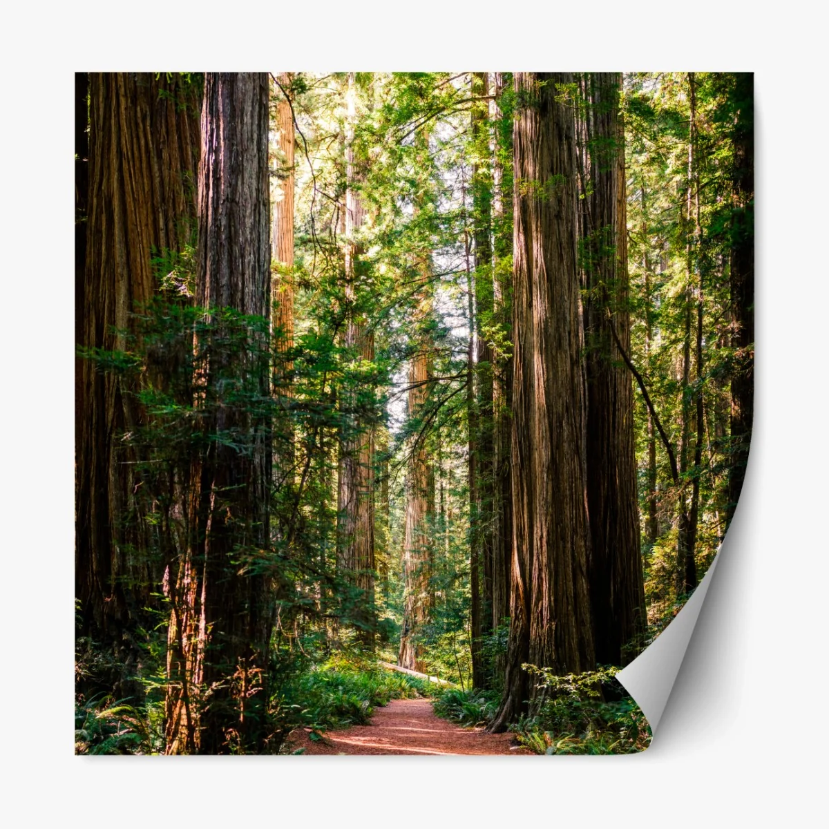 Repositionierbarer Aufkleber majestätischer weg im sekwoienwald – Wallnifity® Repositionierbarer Aufkleber majestätischer weg im sekwoienwald – Wallnifity®