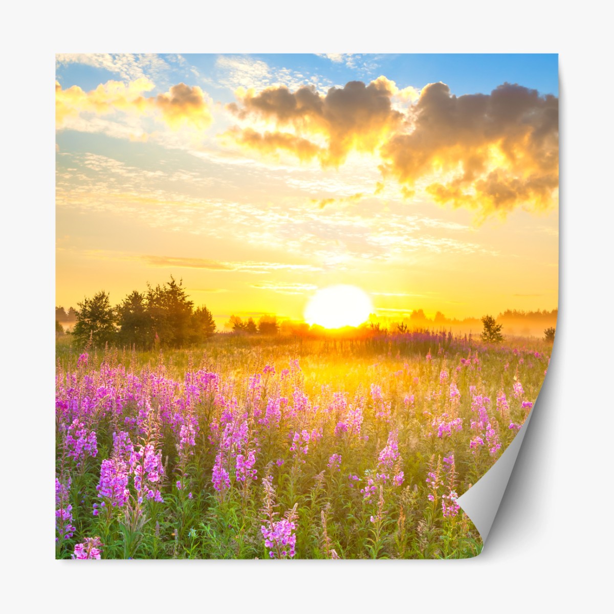 Repositionierbarer Aufkleber sonnenaufgang über violetter wildblumenwiese – Wallnifity® Repositionierbarer Aufkleber sonnenaufgang über violetter wildblumenwiese – Wallnifity®