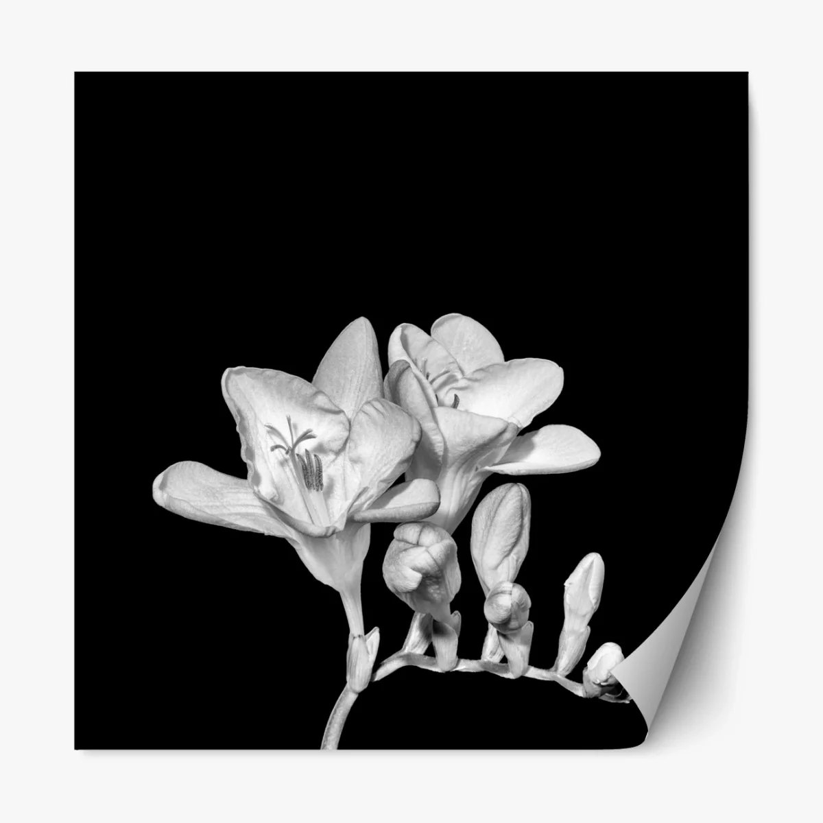 Repositionierbarer Aufkleber zarte freesie in monochrom – Wallnifity® Repositionierbarer Aufkleber zarte freesie in monochrom – Wallnifity®