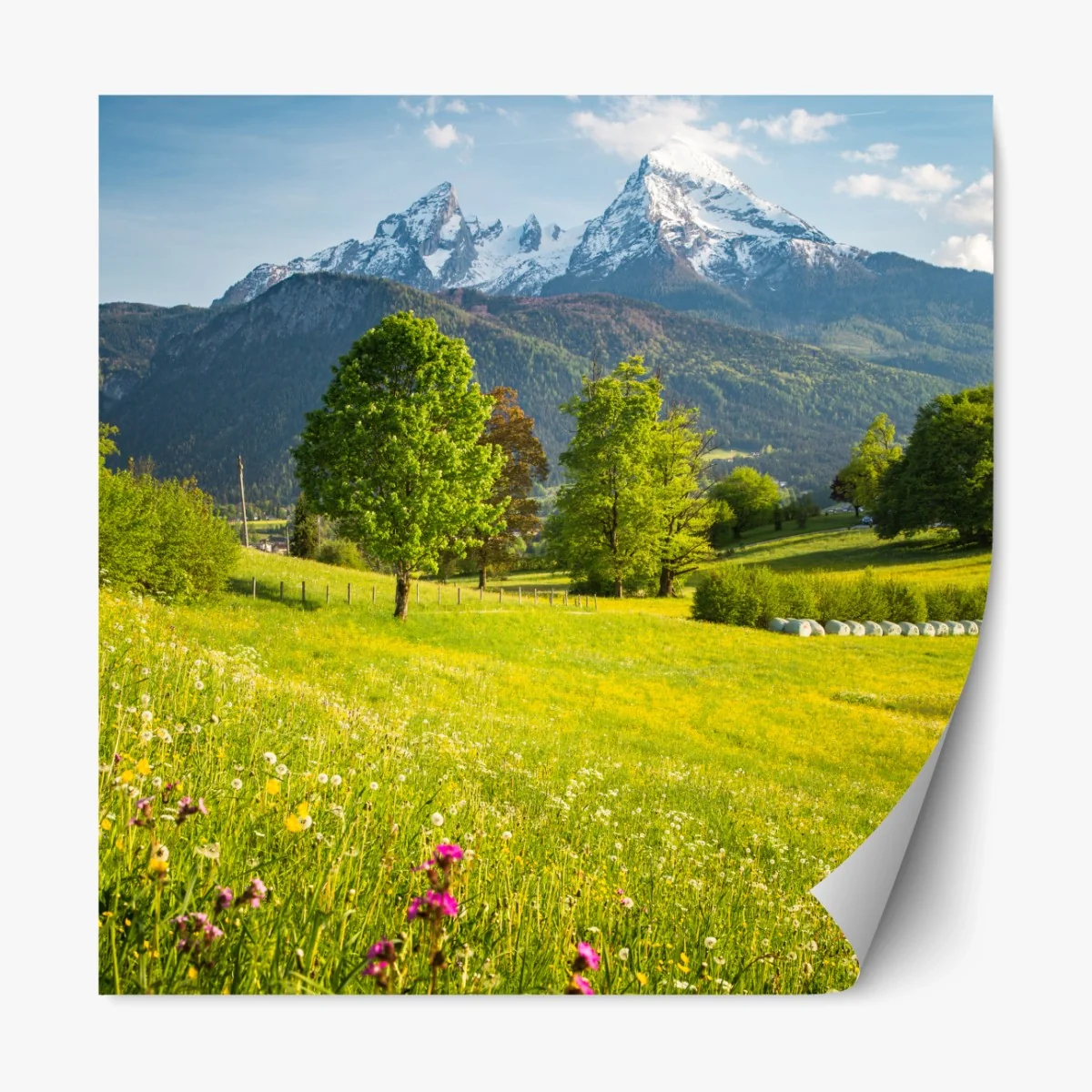 Repositionierbarer Aufkleber alpine frühlingswiese unter schneebedeckten gipfeln – Wallnifity® Repositionierbarer Aufkleber alpine frühlingswiese unter schneebedeckten gipfeln – Wallnifity®