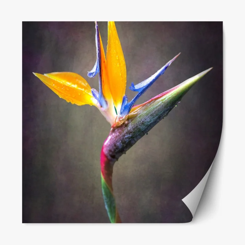 Repositionierbarer Aufkleber strelitzie in leuchtenden farben