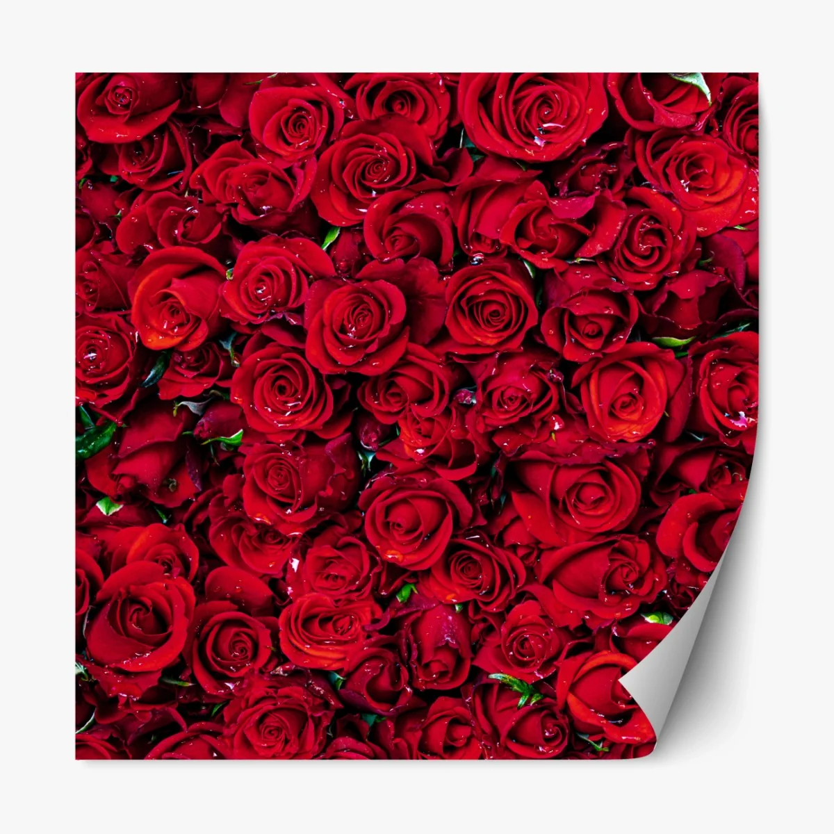 Repositionierbarer Aufkleber dichte wand aus roten rosen – Wallnifity® Repositionierbarer Aufkleber dichte wand aus roten rosen – Wallnifity®