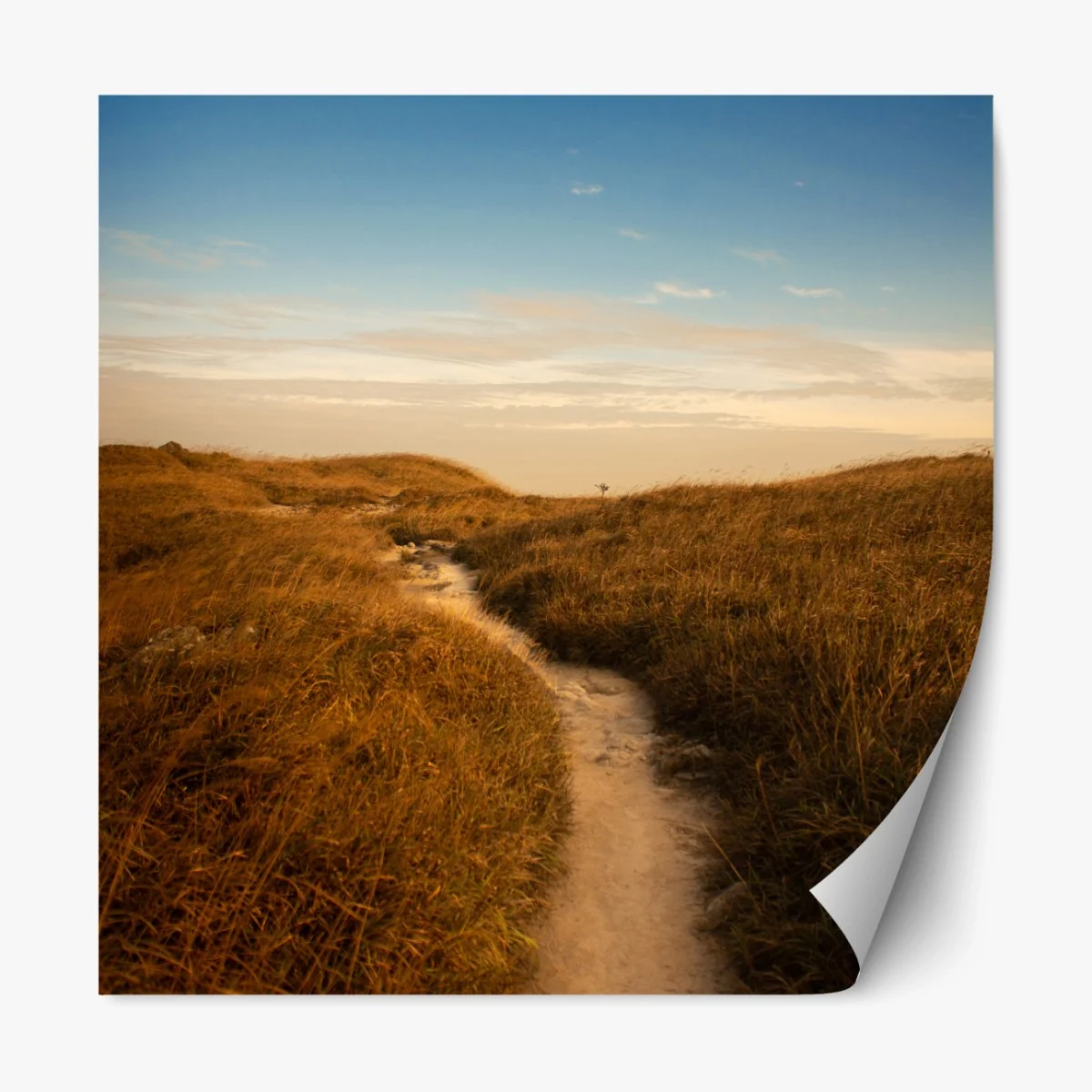 Repositionierbarer Aufkleber sonnenbeschienener weg durch die dünen – Wallnifity® Repositionierbarer Aufkleber sonnenbeschienener weg durch die dünen – Wallnifity®