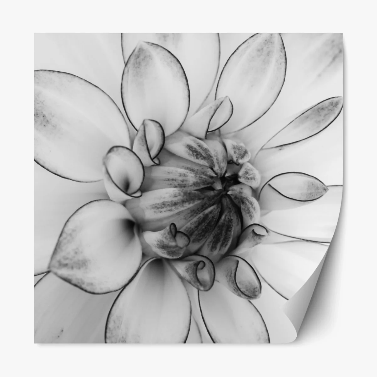 Repositionierbarer Aufkleber monochrome nahaufnahme einer dahlie – Wallnifity® Repositionierbarer Aufkleber monochrome nahaufnahme einer dahlie – Wallnifity®