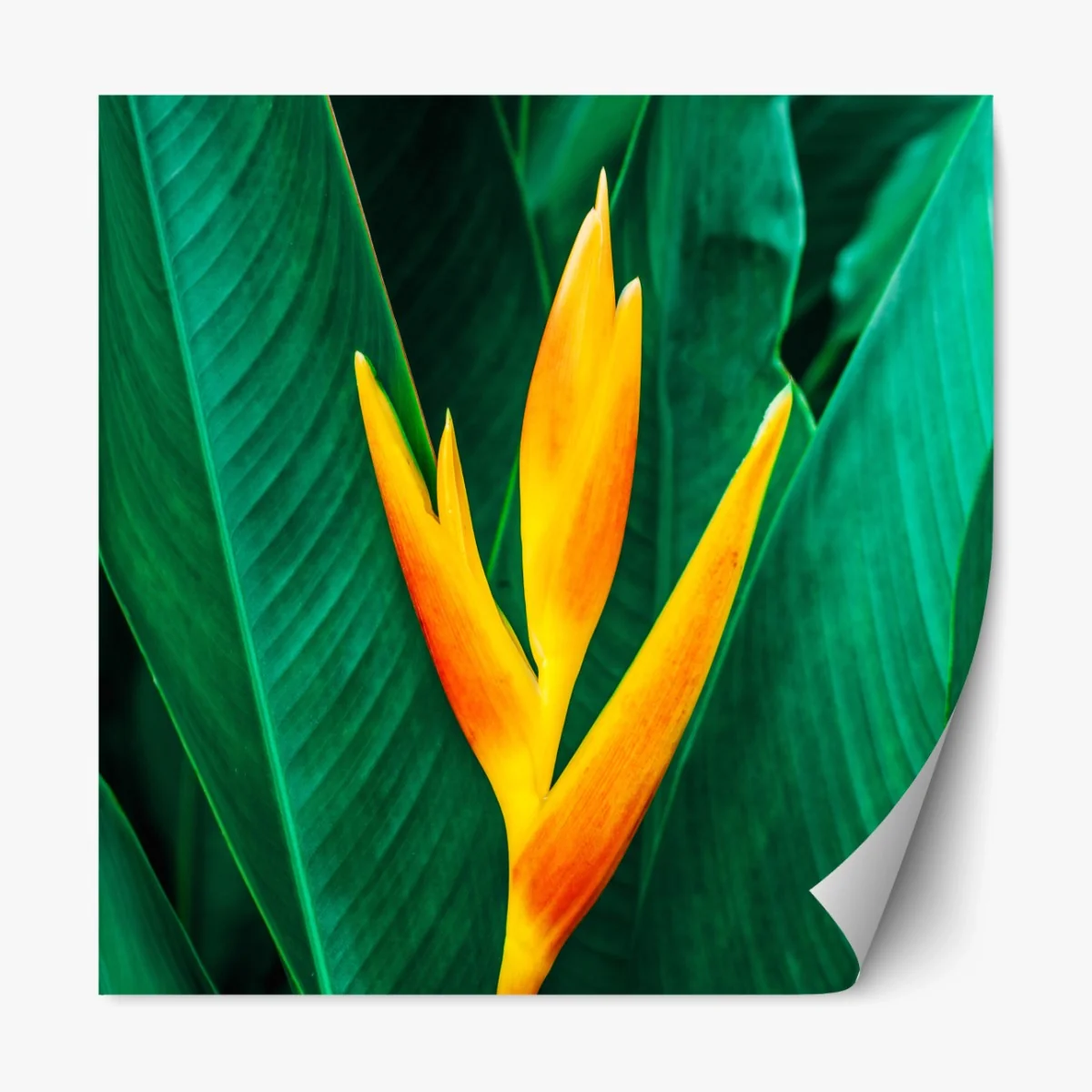 Repositionierbarer Aufkleber leuchtende tropische heliconia vor satten grünen blättern – Wallnifity®