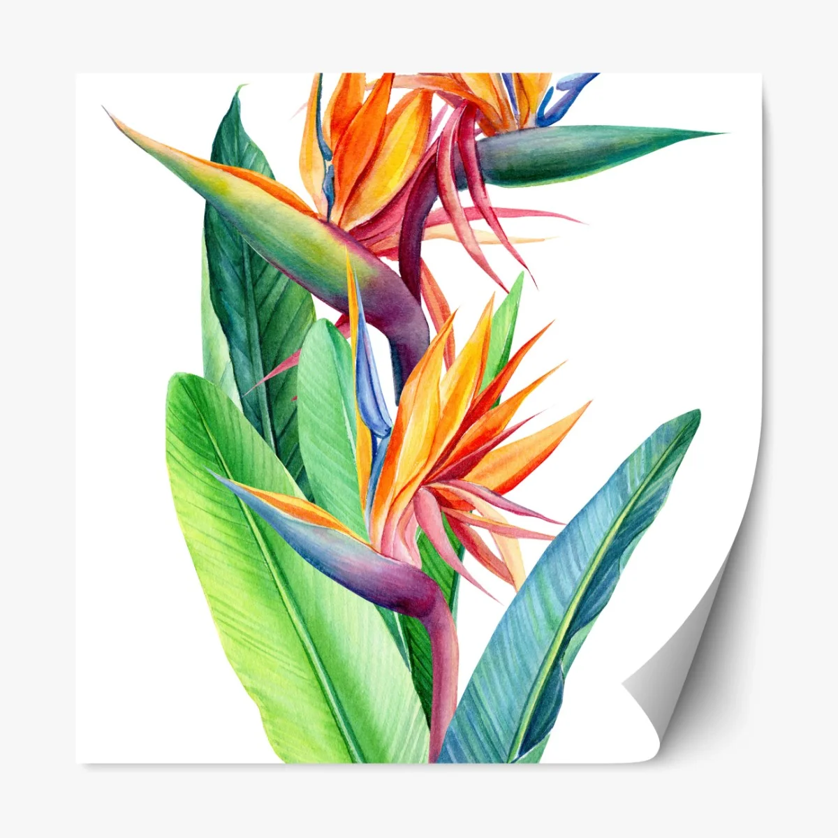 Repositionierbarer Aufkleber farbenfrohe strelitzie aquarell botanisches bild – Wallnifity® Repositionierbarer Aufkleber farbenfrohe strelitzie aquarell botanisches bild – Wallnifity®