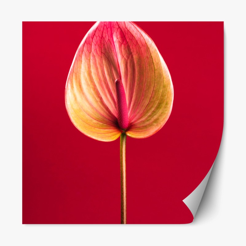 Repositionierbarer Aufkleber aquarell-physische weltkarte – Wallnifity®