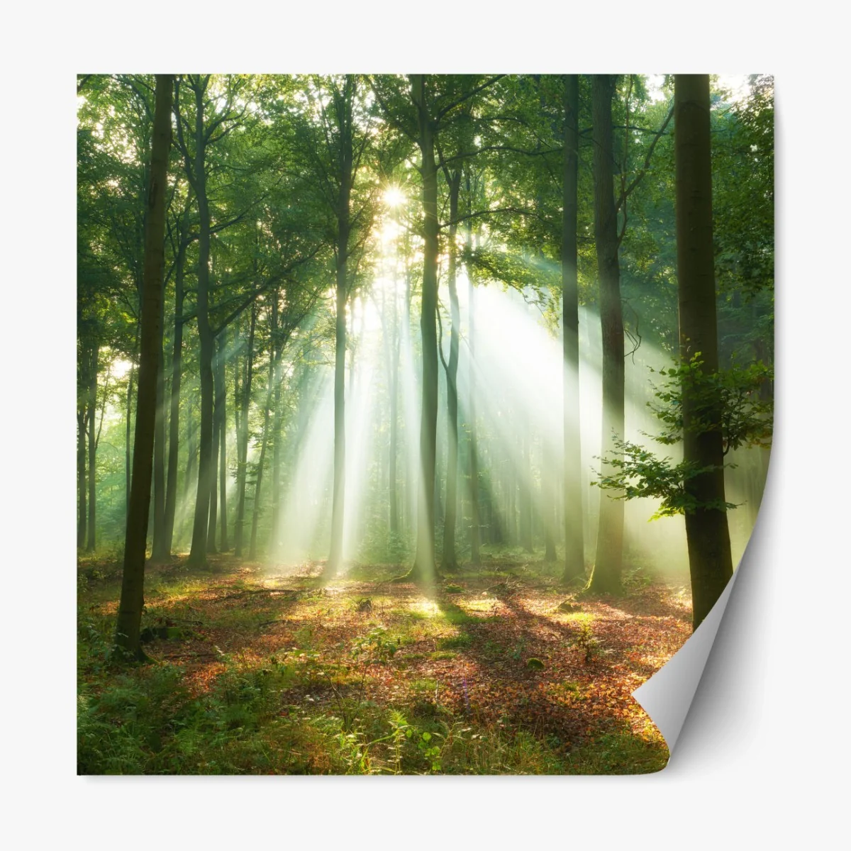Repositionierbarer Aufkleber morgendliches licht im wald – Wallnifity® Repositionierbarer Aufkleber morgendliches licht im wald – Wallnifity®