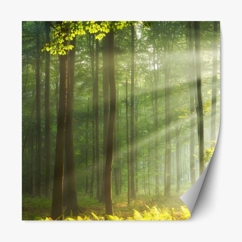 Repositionierbarer Aufkleber ruhige grüne waldkrone – Wallnifity®