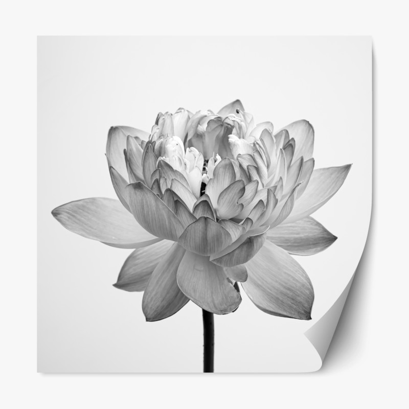 Repositionierbarer Aufkleber ruhevoller lotus in graustufen