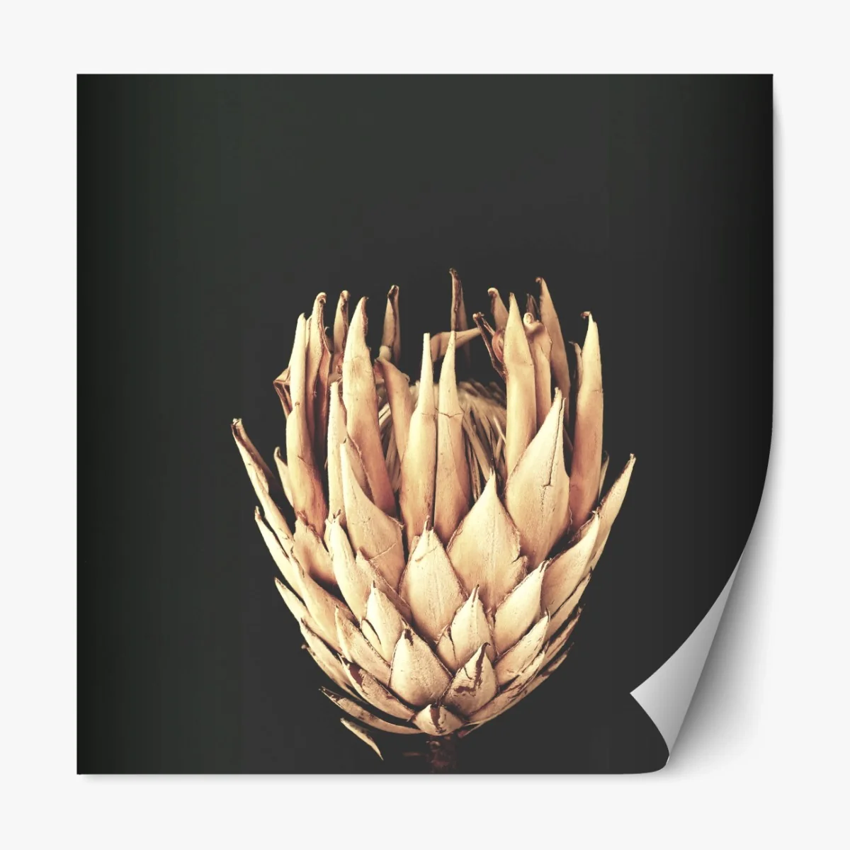 Repositionierbarer Aufkleber getrocknete protea in sepia – Wallnifity® Repositionierbarer Aufkleber getrocknete protea in sepia – Wallnifity®
