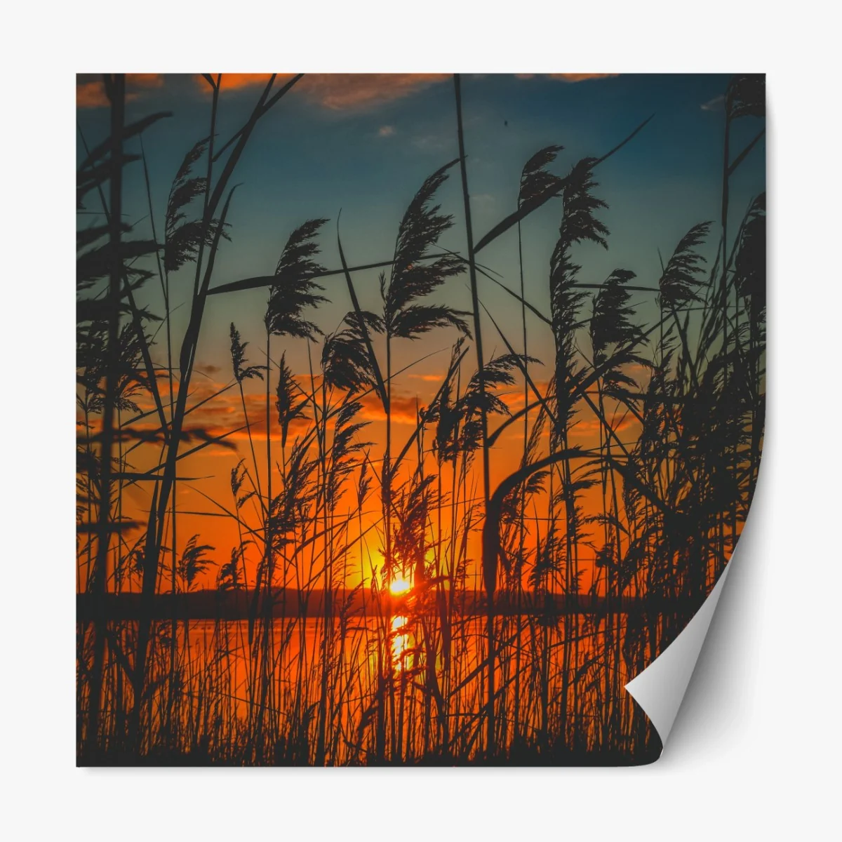 Repositionierbarer Aufkleber sonnenuntergang am see mit schilf-silhouette – Wallnifity® Repositionierbarer Aufkleber sonnenuntergang am see mit schilf-silhouette – Wallnifity®