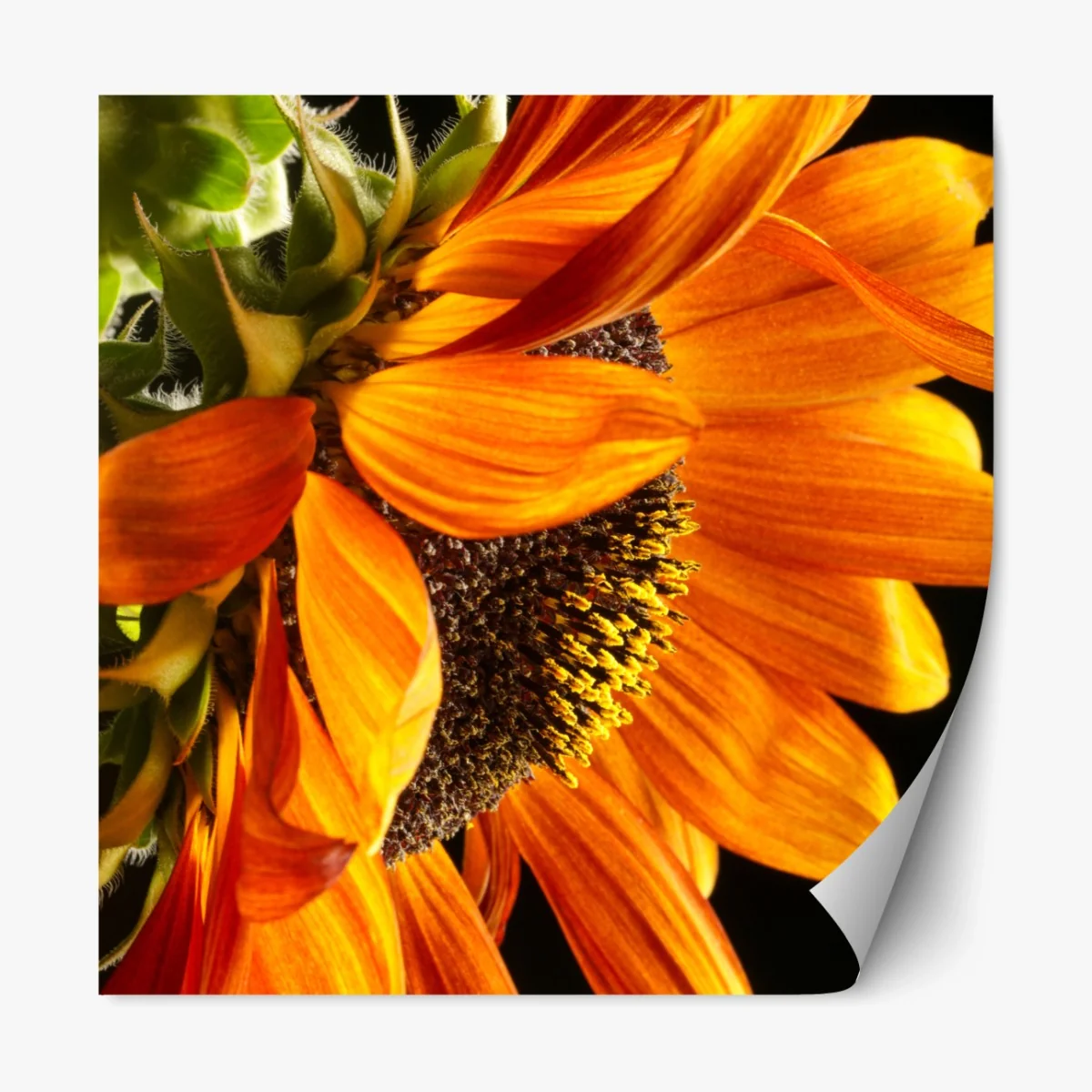 Repositionierbarer Aufkleber leuchtende orange sonnenblume nahaufnahme – Wallnifity® Repositionierbarer Aufkleber leuchtende orange sonnenblume nahaufnahme – Wallnifity®