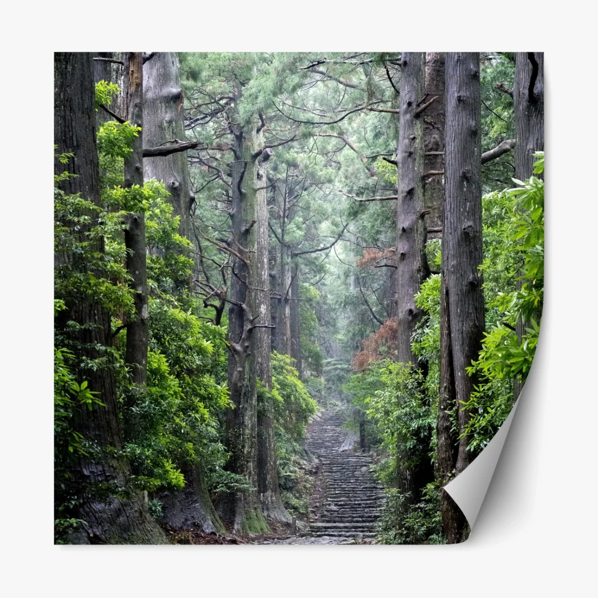 Repositionierbarer Aufkleber mystischer waldweg zwischen alten bäumen – Wallnifity® Repositionierbarer Aufkleber mystischer waldweg zwischen alten bäumen – Wallnifity®