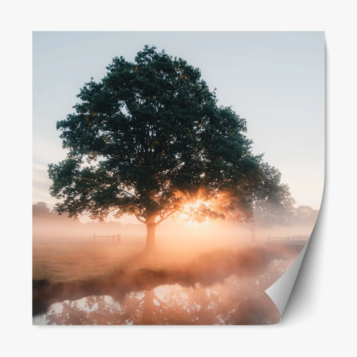 Repositionierbarer Aufkleber nebeliger sonnenaufgang am eichenbaum – Wallnifity® Repositionierbarer Aufkleber nebeliger sonnenaufgang am eichenbaum – Wallnifity®