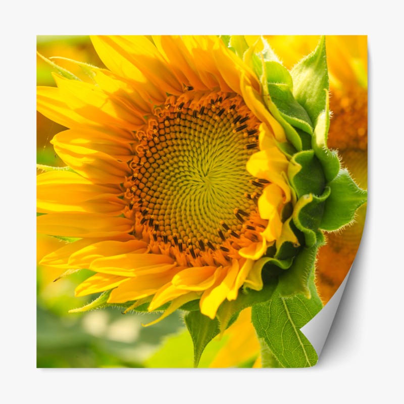 Repositionierbarer Aufkleber sonnenblume nahaufnahme