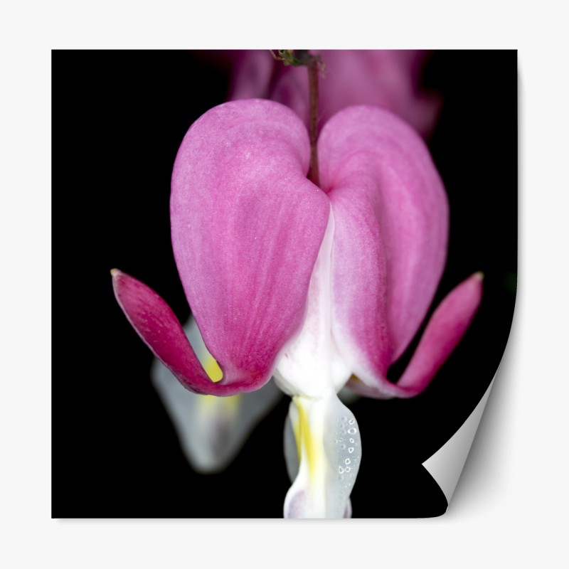 Repositionierbarer Aufkleber zartes rosa herzblüte nahaufnahme