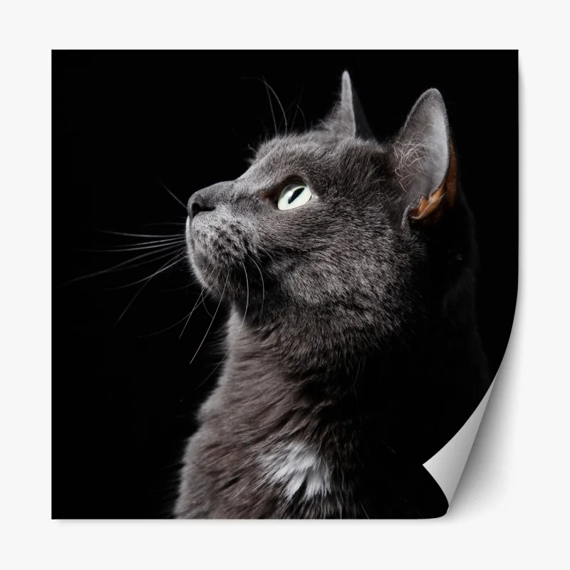 Repositionierbarer Aufkleber elegantes porträt einer grauen katze